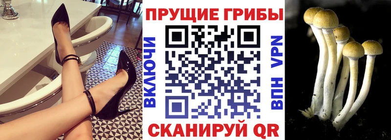 Псилоцибиновые грибы Magic Shrooms  где продают наркотики  Грайворон 