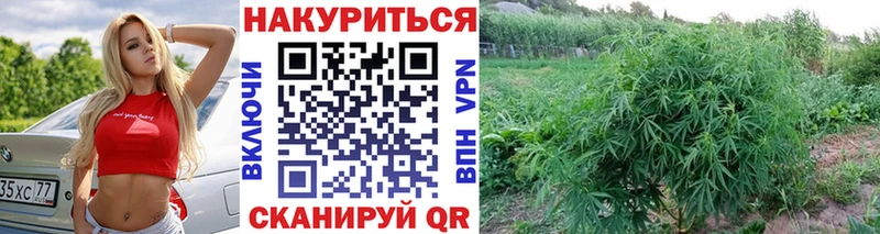 МАРИХУАНА SATIVA & INDICA  где найти   Грайворон 